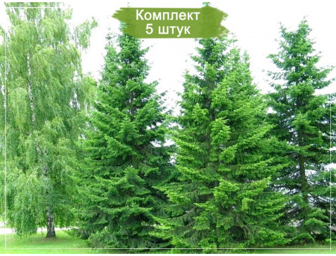Комплект 5шт / Пихта сибирская (сеянец до 15 см) Комплект 5шт / Пихта сибирская (сеянец до 15 см)